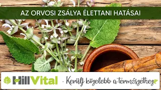 Az orvosi zsálya élettani hatásai - HillVital