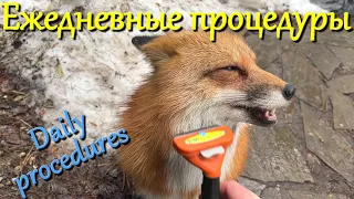 Алиса лиса. Лиса и щётка (The Fox and the Brush).