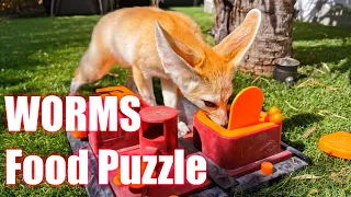 Testing My Fox's Intelligence | New Dog IQ Puzzle