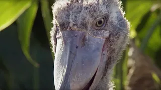 The Dark Side of Shoebill Chicks | Africa | BBC Earth