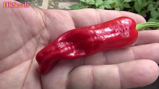 ⟹ Greek Pepperoncini Pepper | Capsicum annuum | Pod Review