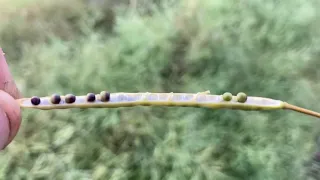 Swathing canola 2021, Northern Alberta