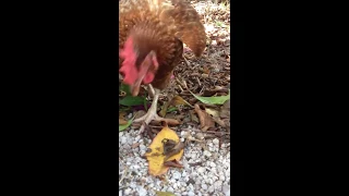 Chickens Eating Scorpions in the Florida Keys