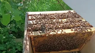 Rozrojenie. Czyli odkład ze starą matką. Cz 1