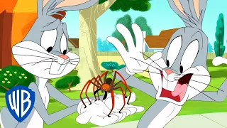 Looney Tunes em Português 🇧🇷 | Brasil | Você Tem Medo de Aranhas? | WB Kids