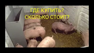 НОВАЯ БУНКЕРНАЯ КОРМУШКА В ДЕЛЕ • ПРОВЕРЯЮ НА СВИНЬЯХ • Сім'я в селі.