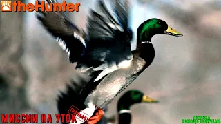 ♢ theHunter Classic ➫ Рубрика: Помощь новичкам ➫ Mallard missions ➫ миссии на крякву ♢