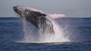 Whale Watching Sydney - 2019 Highlights