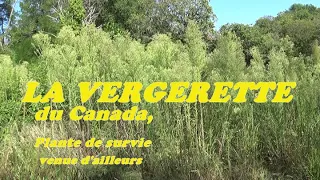 LA VERGERETTE du Canada, plante de survie venue d'ailleurs