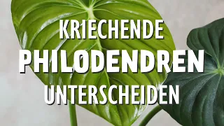 Meine kriechenden Philodendren: Und wie du sie alle unterscheidest.