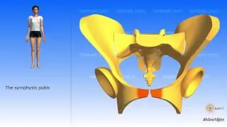 The simplified pelvis the simplified hip bone