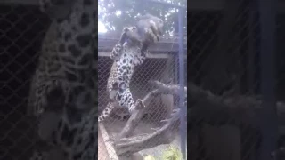 Horrible esto ocurrió en un zoológico santa Cruz Bolivia