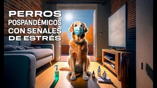 Estrés postraumático en perros: consecuencia de la pandemia - UNAM Global