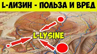 L-лизин - что это и Для чего? Л - Лизин польза и вред. В каких продуктах содержится l - Лизин