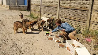 Hungry Stray Dogs Got in Line to Receive their Portion of Food