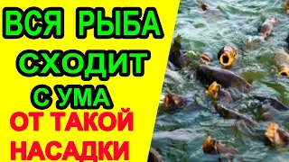 Вся рыба сходит с ума, от такой насадки! Секретная насадка для рыбалки! #рыбалка