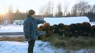 Костромичка принесла двойню. Какой водой поить КРС зимой?