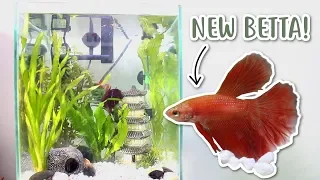 GETTING A NEW BETTA & TANK MAKEOVER!