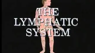 The Lymphatic System (Part 2) - A Level Biology