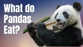 What do Pandas Eat - In the Wild and In Captivity - Pandas Diet