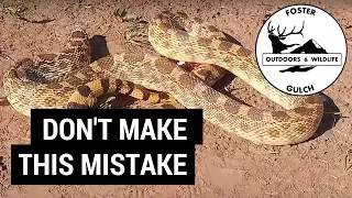 Deadly Mistake: Headless Snake Moving after Decapitation