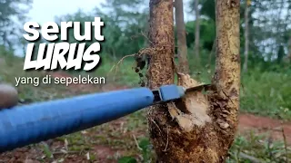 bahan bonsai serut lurus, yang di anggap sebelah mata