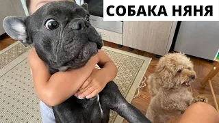 Французский Бульдог - собака Няня, Антистресс/#kobzevbullz