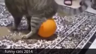 funny cats 2014 LOL :D (Смешные коты)