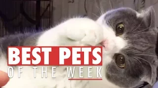 Very Curious Cats | Best Pets of the Week