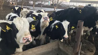 Откорм молочных бычков на мясо |Украина