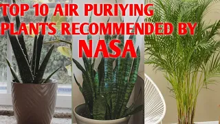 TOP 10 Air Purifying Plants For Your Home recommended by NASA - Indoor plants for air purification