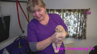 Poodle: Puppy's First Bath, Drying, and Hygienic Shave: Tutorial