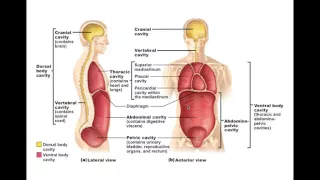 Chapter 1.6 Body Cavities and Membranes BIO201