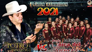El Potro de Sinaloa y Banda La Exclusiva Unica Del Rancho - Puras Con Banda Mix 2021  Exitos De Oro