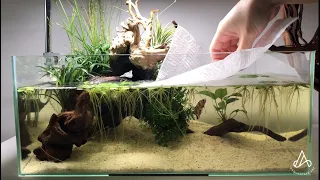 Betta low tech tank water change aquarium tips - no filter!