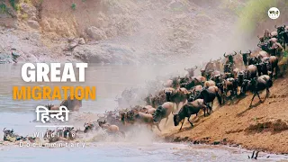 Great Migration - हिन्दी डॉक्यूमेंट्री | Wildlife documentary in Hindi