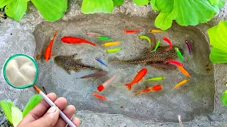 Menangkap ikan hias, ikan warna warni, ikan glofish, ikan molly, ikan cupang, mas koki, ikan koi #19