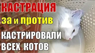 #35 Как и зачем мы кастрировали всех котов? Зачем кастрировать кота: Опасные вирусы кошек