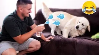 Funny Dog Reaction to Water Sprayer [BEST REACTION EVER]