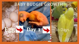 Budgies Growth stages |  From An Egg To A Grown up  | Day 1- Day 30