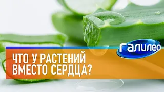 Галилео 🌻 Что у растений вместо сердца?