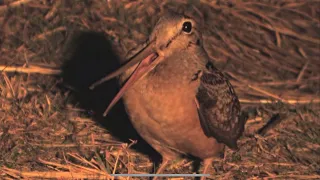 The Amazing Performance of the American Woodcock