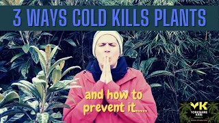 3 ways cold kills plants  (and how to prevent it)