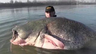 Team Sportex New Catfish Record 2,55 mts X 117 kgs by Catfish World