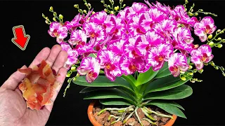 Let Orchids Bloom All Year Round, I Do This For 30 Years!