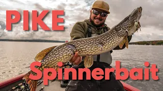 How to Fish for Northern Pike with a Spinnerbait Lure