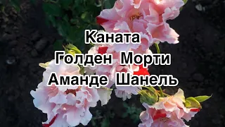 Каната/ Голден Морти / Амандин Шанель - обзор сортов роз