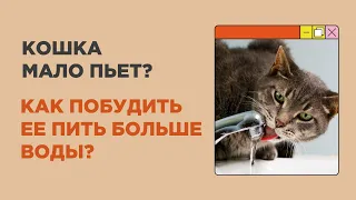 Как приучить кошек пить больше воды? Почему кошка мало пьет?