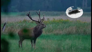 Red stag hunting during the rut time #2 Amazing hunt and 5kg red stag down!