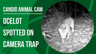 What is an ocelot? Catch a glimpse of this elusive cat | Candid Animal Cam